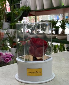 تصویر رز جاودان قرمز 