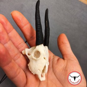 تصویر گردنبند مینی جمجمه غزال 