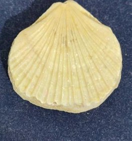 تصویر فسیل صدف قدیمی 