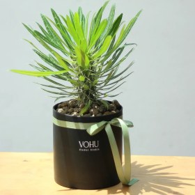 تصویر گلدان یوکا پلیمری مشکی 