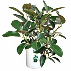 تصویر فیکوس جنگلی گلآرون 