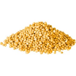 تصویر تخم خردل 