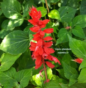 تصویر بذر سلوی Salvia splendens 