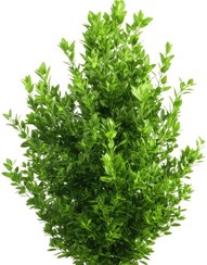 تصویر شمشاد 