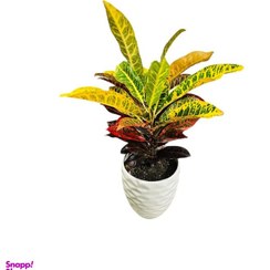 تصویر گیاه آپارتمانی مدل کورتون 07 