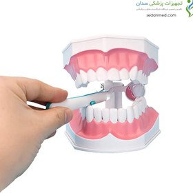 تصویر مولاژ آموزش مسواک با دندان های جدا شونده moulage of toothbrush training