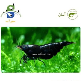 تصویر میگو مشکی کاردینیا 