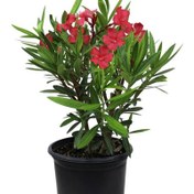 تصویر بذر گل خرزهره قرمز 20 عددی 