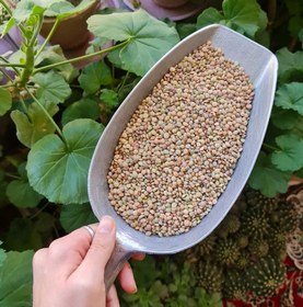 تصویر عدس محلی 