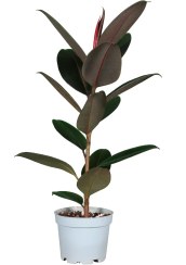 تصویر فیکوس بلک 