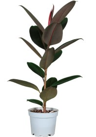 تصویر فیکوس بلک 