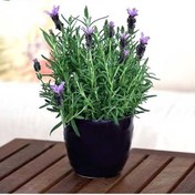 تصویر اسطوخودوس 