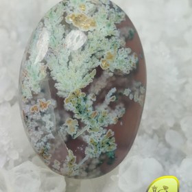 تصویر نگین شجر دریایی 