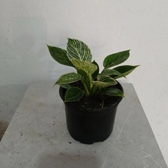 تصویر گل آپارتمانی برکین سایز سطل ۵ 