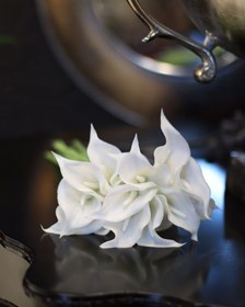 تصویر گل شیپوری 