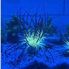 تصویر شقایق فلیم 