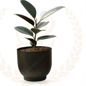 تصویر فیکوس بلک 