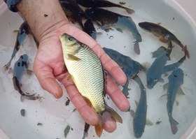 تصویر ماهی کاپور 