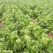 تصویر بذر کاهو رسمی سیاهو 