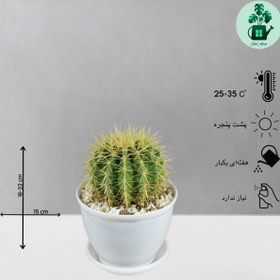 تصویر کاکتوس اچینو 