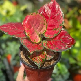 تصویر آگلونما رد بیوتی Aglaonema red beauty هزینه ارسال بصورت پس کرایه و بعهده مشتری می باشد 