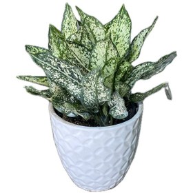 تصویر آگلونما 