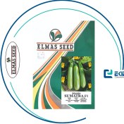 تصویر بذر کدو سوماترا الماس سید 