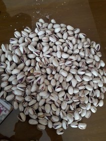 تصویر پسته کله قوچی درشت 