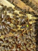 تصویر کندو زنبور عسل نژاد کارنیکا ‌ 