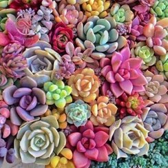 تصویر بذر ساکولنت میکس 10 عددی 