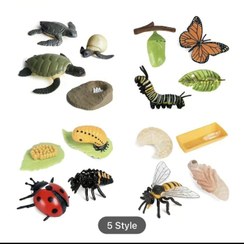 تصویر فیگور مراحل رشدمونته سوری 