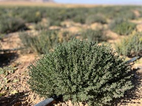 تصویر اویشن باغی سرشاخه اعلا 1000 گرمی Thyme head branch 1000g