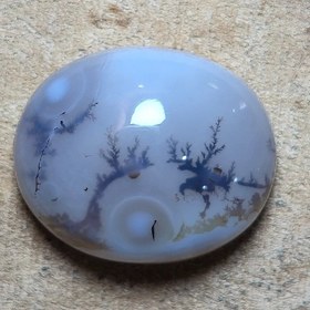 تصویر شجر قائن خاص زیبا. 