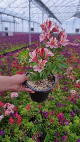 تصویر گل آلسترومریا 