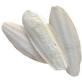 تصویر کف دریا درشت 