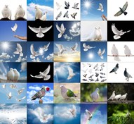 تصویر مجموعه 33 عکس با کیفیت شاتر استوک با موضوع کبوتر 