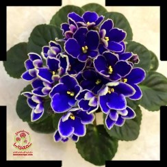 تصویر بنفشه آفریقایی نیلوفر 