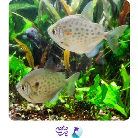 تصویر ماهی دالر خالدار 7 تا 8 سانتی متر 