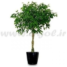 تصویر گلدان گل بنجامین 