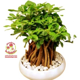 تصویر گیاه بونسای میخک هندی 