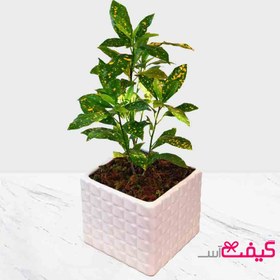 تصویر خرید گلدان کراسولا 