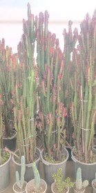 تصویر افوربیا تریگونا دورنگ قرمزسبز 