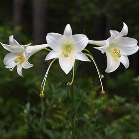 تصویر پیاز گل لیلیوم زرد لب سفید هلندی معطر تکی 