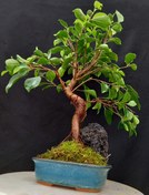 تصویر بونسای فیکوس رتوزا فرم اس وارداتی ۱۰ ساله ا Ficus bonsai Ficus bonsai