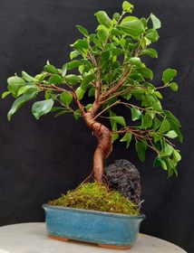 تصویر بونسای فیکوس رتوزا فرم اس وارداتی ۱۰ ساله Ficus bonsai