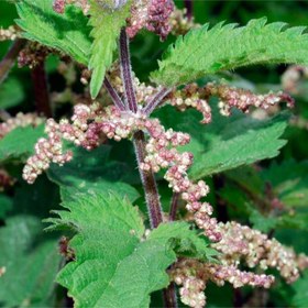 تصویر بذر گزنه 1 گرمی 