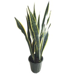 تصویر سانسوریا ابلق دو بوته 