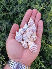 تصویر صدف پلنگی کوچک (10 عدد) 