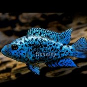 تصویر سیچلاید بلو جک دمسی بلو الکتریک 