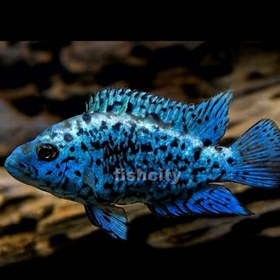 تصویر سیچلاید بلو جک دمسی بلو الکتریک 